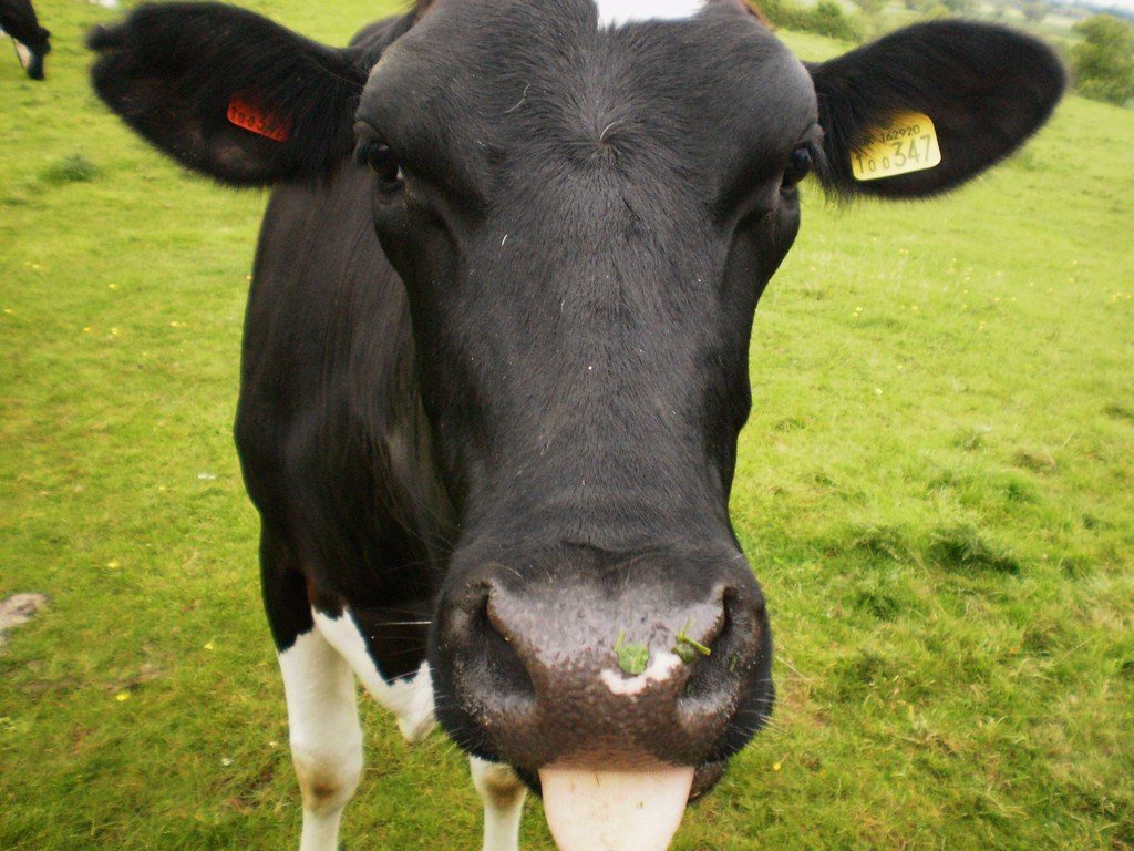 Мелиорация для животноводческих хозяйств