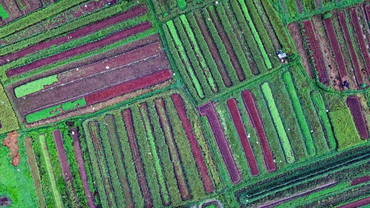 NDVI-мониторинг орошаемых полей